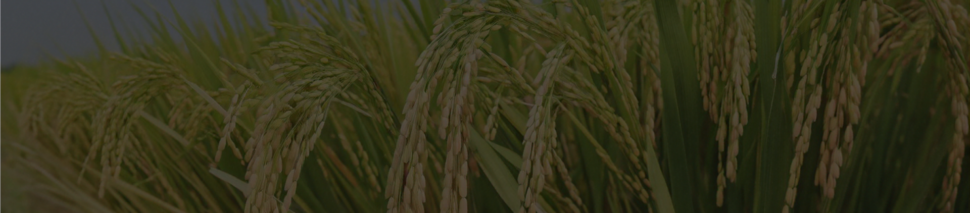 Banner background
